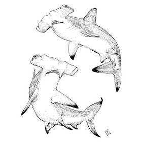 07-Hammerhead-sharks-Lindsey-Robson-www-designstack-co