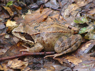 Rana dalmatina DSC43688