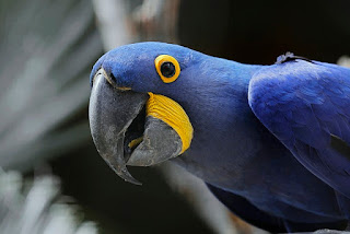 Punjabi Parrot