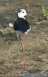 Echasse blanche - Echasse à manteau noir - Echasse à pieds rouges - Himantopus himantopus