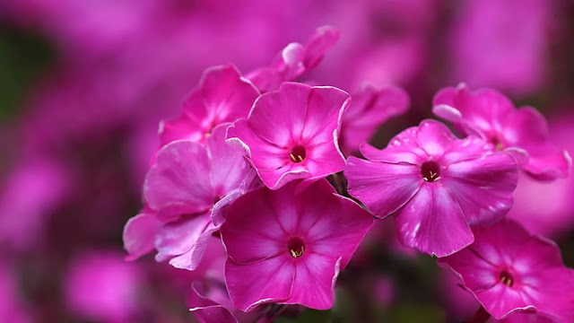 Phlox