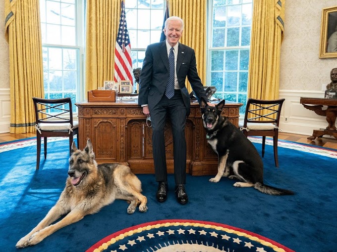 Joe Biden's German shepherds have been sent home to Delaware after a 'biting incident'