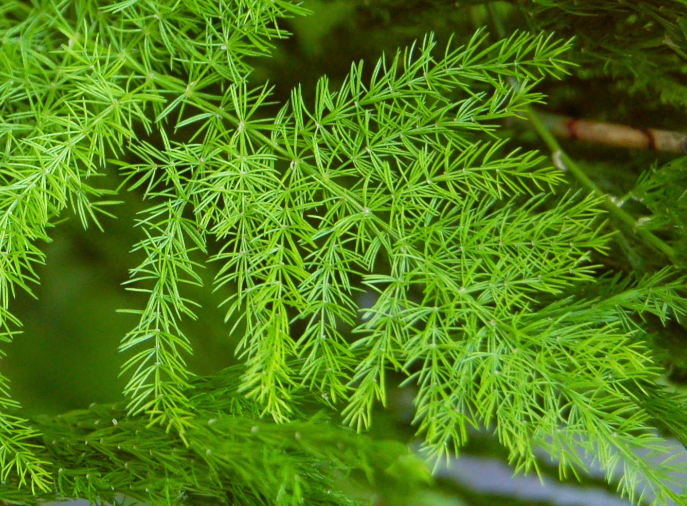 Uses And Health Benefits Of Asparagus Racemosus Herb