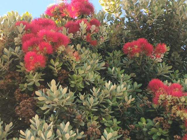 Metrosidero, árbol de hierro o pohutukawa (Metrosideros excelsa Sol. ex Gaertn.).