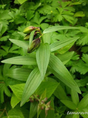 Рябчик камчатский (Fritillaria camschatcensis)