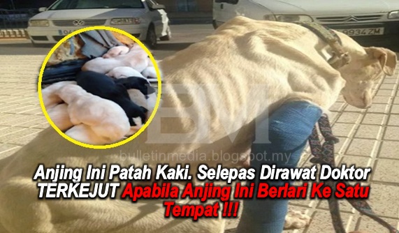 Anjing Ini Patah Kaki. Selepas Dirawat Doktor TERKEJUT Apabila Anjing Ini Berlari Ke Satu Tempat !!!