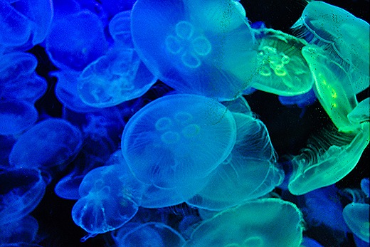Sea Paradise-156