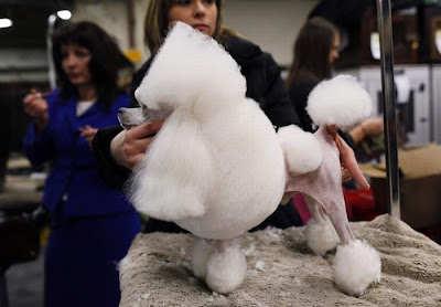 Backstage At The 135th Annual Westminster Dog Show Seen On www.coolpicturegallery.us