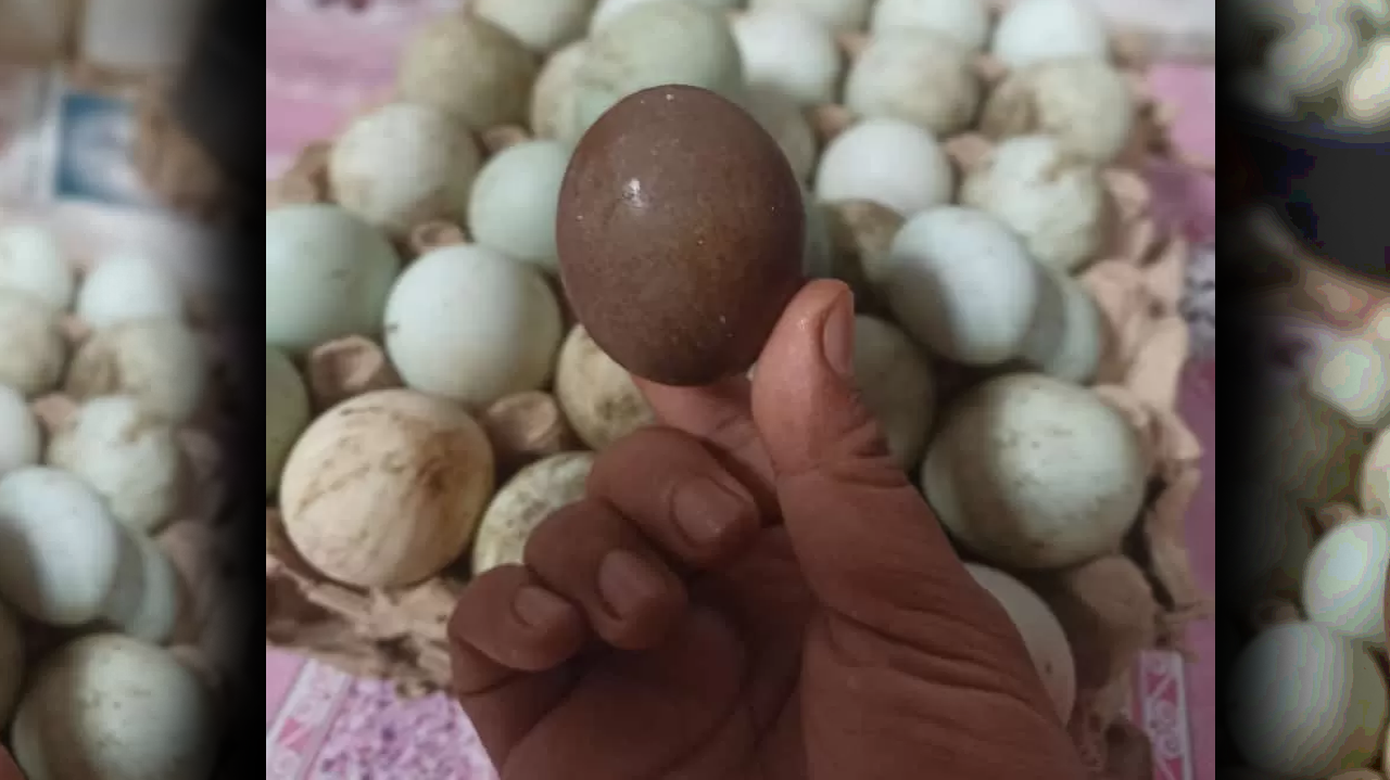 Telur bebek bercangkang hitam yang ditemukan warga Sebukar, Kabupaten Kerinci (Metrojambi.com/Dedi Aguspriadi)