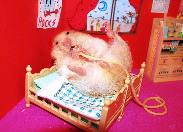 El rincon de la Ratoncilla: Hamster