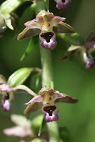 Broad-leaved Helleborine