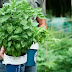 "Top 10 Herb Plants To Grow In Your Kitchen Garden"