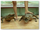 i defeated the crocs!