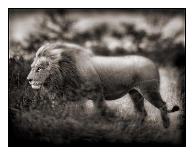 Lion Photo