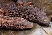 Di Temukan Lagi Lanthanotus Borneensis Biawak Naga Di Kalimantan