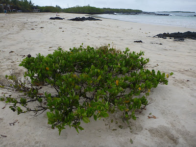 Laguncularia racemosa