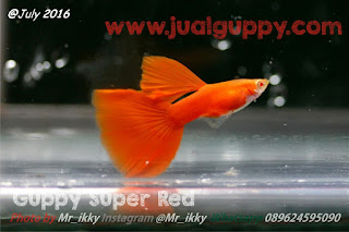 Jual Guppy Super Full Red,  Harga Guppy Super Full Red,  Toko Guppy Super Full Red,  Diskon Guppy Super Full Red,  Beli Guppy Super Full Red,  Review Guppy Super Full Red,  Promo Guppy Super Full Red,  Spesifikasi Guppy Super Full Red,  Guppy Super Full Red Murah,  Guppy Super Full Red Asli,  Guppy Super Full Red Original,  Guppy Super Full Red Jakarta,  Jenis Guppy Super Full Red,  Budidaya Guppy Super Full Red,  Peternak Guppy Super Full Red,  Cara Merawat Guppy Super Full Red,  Tips Merawat Guppy Super Full Red,  Bagaimana cara merawat Guppy Super Full Red,  Bagaimana mengobati Guppy Super Full Red,  Ciri-Ciri Hamil Guppy Super Full Red,  Kandang Guppy Super Full Red,  Ternak Guppy Super Full Red,  Makanan Guppy Super Full Red,  Guppy Super Full Red Termahal,  Adopsi Guppy Super Full Red,  Jual Cepat Guppy Super Full Red,  Kreatif Guppy Super Full Red,  Desain Guppy Super Full Red,  Order Guppy Super Full Red,  Kado Guppy Super Full Red,  Cara Buat Guppy Super Full Red,  Pesan Guppy Super Full Red,  Wisuda Guppy Super Full Red,  Ultah Guppy Super Full Red,  Nikah Guppy Super Full Red,  Wedding Guppy Super Full Red,  Flanel Guppy Super Full Red,  Special Guppy Super Full Red,  Suprise Guppy Super Full Red,  Anniversary Guppy Super Full Red,  Moment Guppy Super Full Red,  Istimewa  Guppy Super Full Red,  Kasih Sayang  Guppy Super Full Red,  Valentine  Guppy Super Full Red,  Tersayang Guppy Super Full Red,  Unik Guppy Super Full Red, 