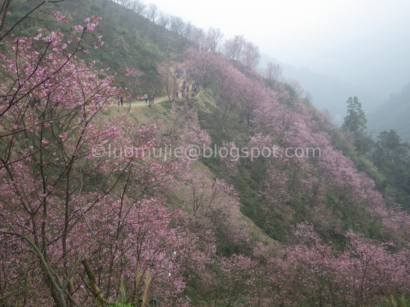 Taiwan cherry blossoms