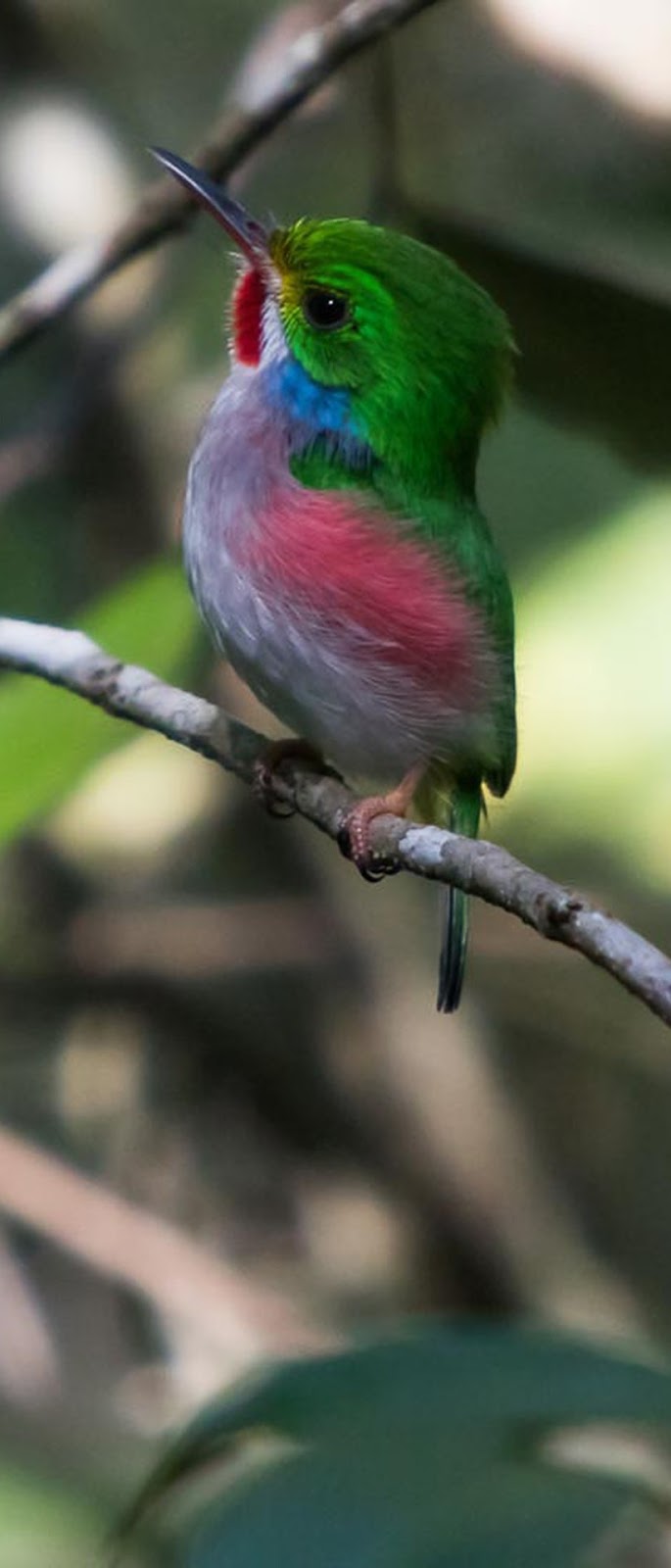 Picture of a Cuban tody.