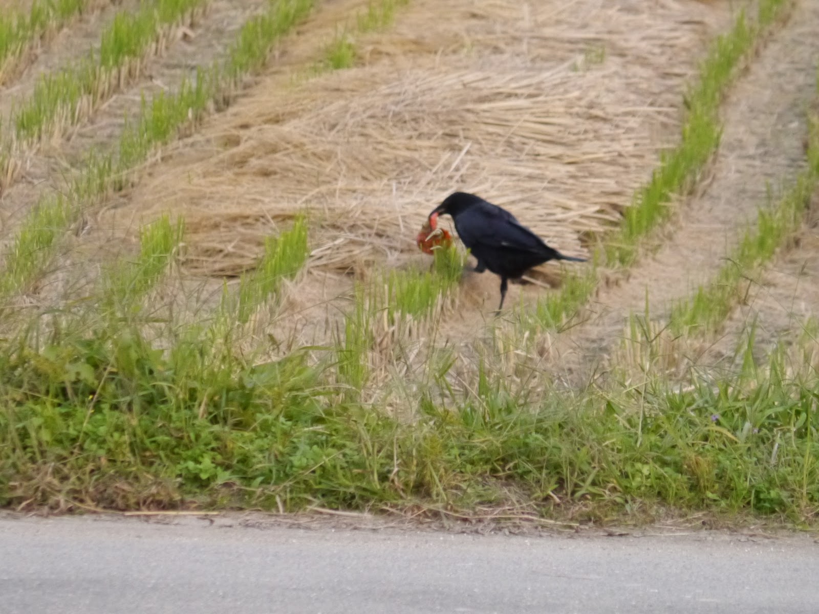 こんなこと あんなもの カラスの恩返し Hiding A Persimmon