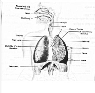 Draw and label the respiratory tract. Name the parts of respiratory system with diagram.