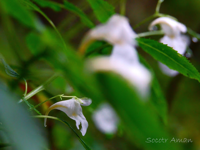 Impatiens textori