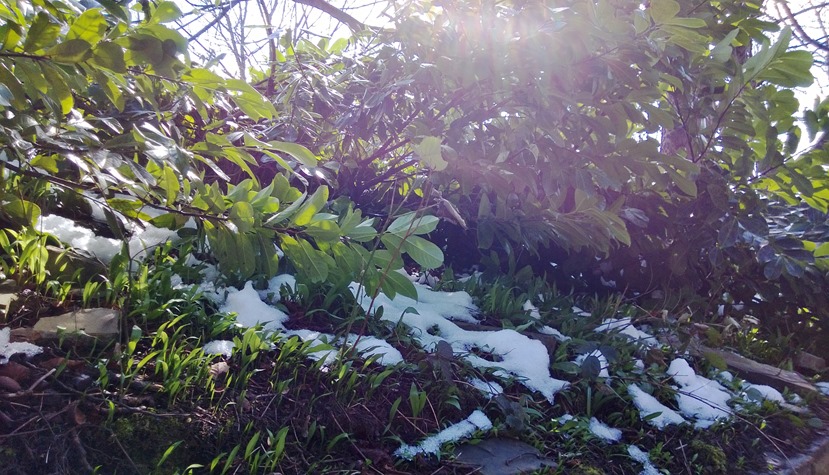 Sunlight through the trees