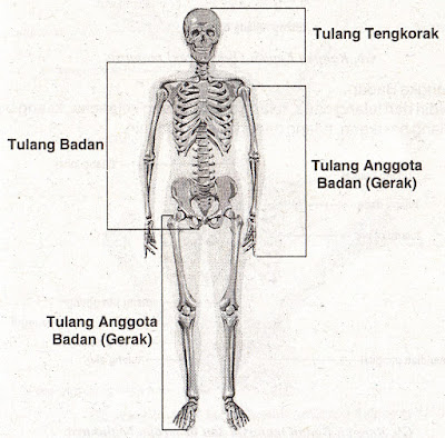 rangkuman singkat, kerangka manusia, tulang manusia, bagian tulang manusia, kulit manusia, pelajaran sekolah dasar, ipa, ilmu pengetahuan alam, penyakit pada tulang, fungsi tulang, jenis kulit, fungsi kulit