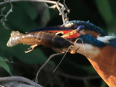 ザリガニに瞬膜を挟まれたカワセミ。黒目川