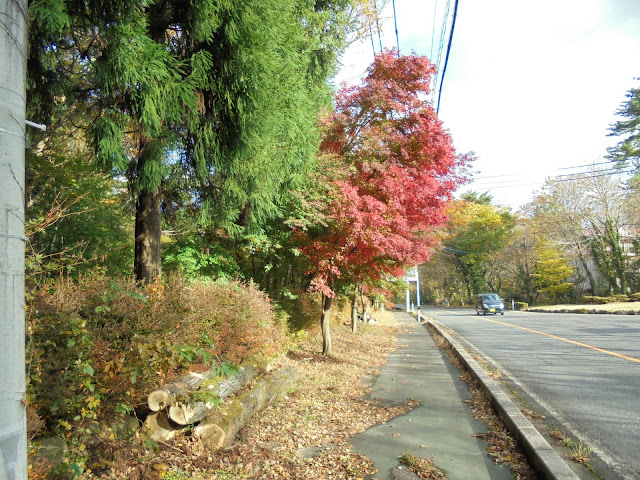 ペンション村メインストリートの紅葉のモミジ