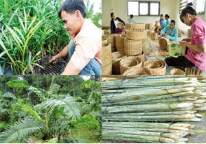 PENGERTIAN DAN DEFINISI HASIL HUTAN BUKAN KAYU