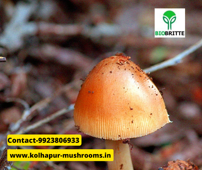 Mushroom training center mahabaleshwar | oyster mushroom training | mushroom farming workshop