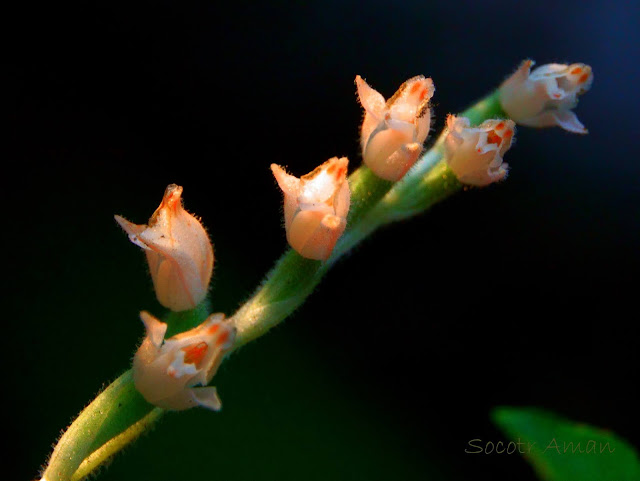 Goodyera schlechtendaliana