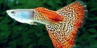 Ikan hias untuk aquascape Dunia Air