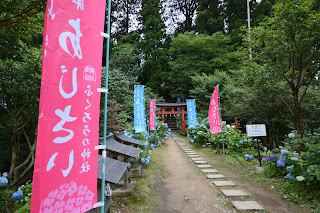 鷲子山霊峰あじさい