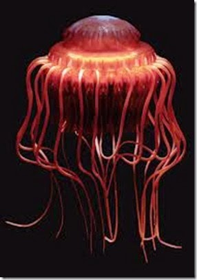 Atolla wyvillei