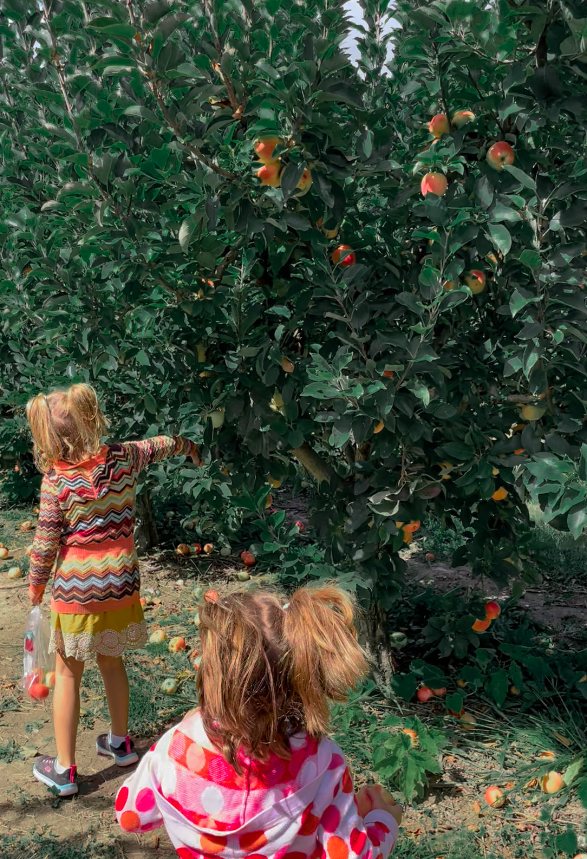 Apple Picking at Justus Orchard
