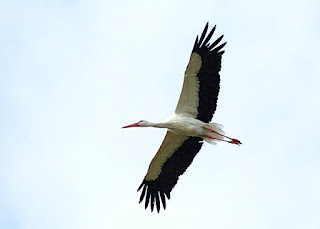 white stork