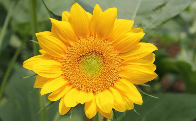 Sunflower Pictures