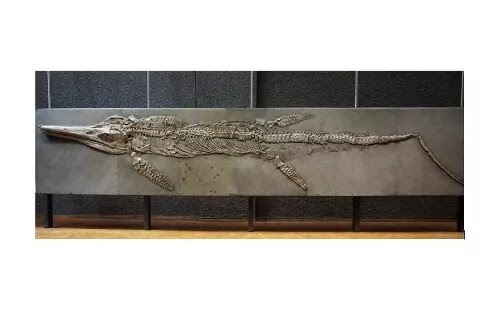 Paleobiologists Reveal Diverse Techniques of Ancient Marine Reptiles Movement