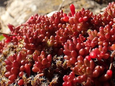 Sedum album - White stonecrop care and culture