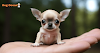 How big do teacup Chihuahuas get?