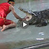 Pattaya Thailand Crocodile VS man