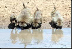 October 24, 2012 3 and a half baboons