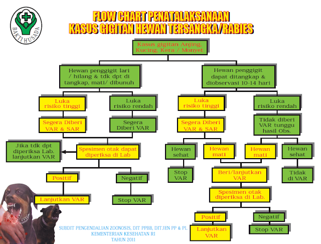 Penatalaksanaan gigitan hewan rabies