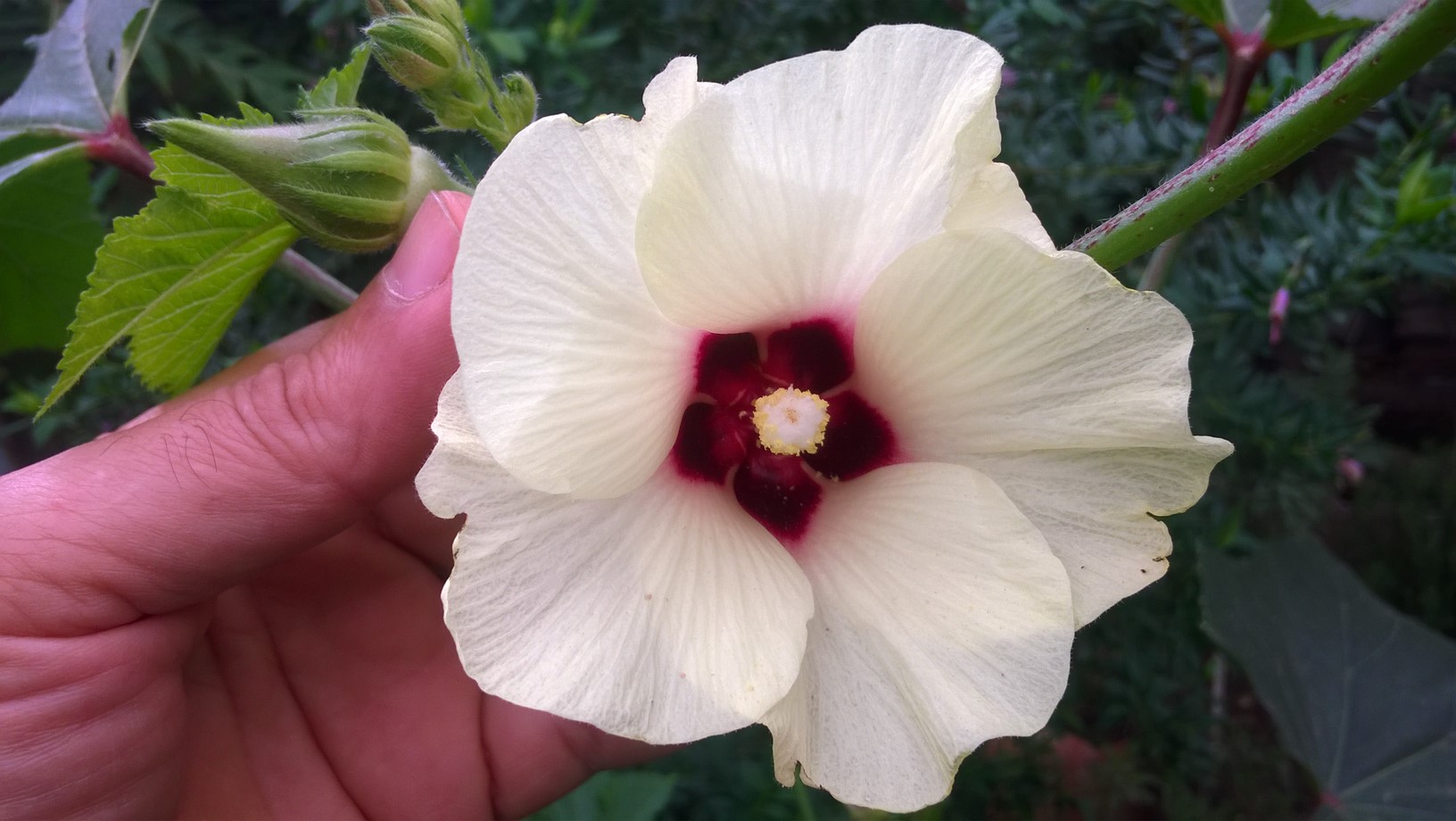 Okra produces flowers with five white to yellow petals which are 4–8 cm (1.6–3.1 in) in diameter.