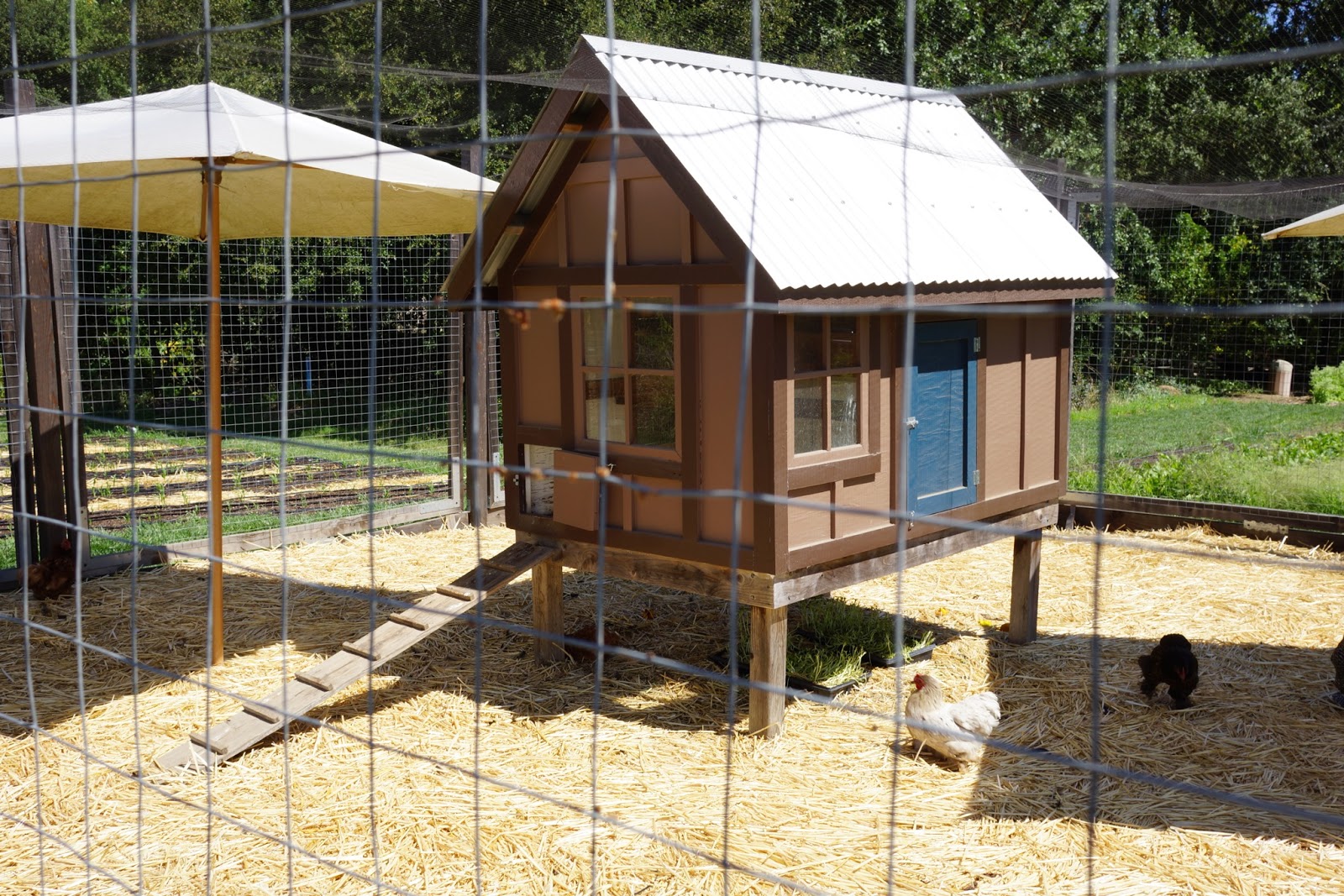 Displaying 17&gt; Images For - Unusual Chicken Coop