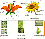 Terbaru 11+ Gambar Struktur Bunga Matahari