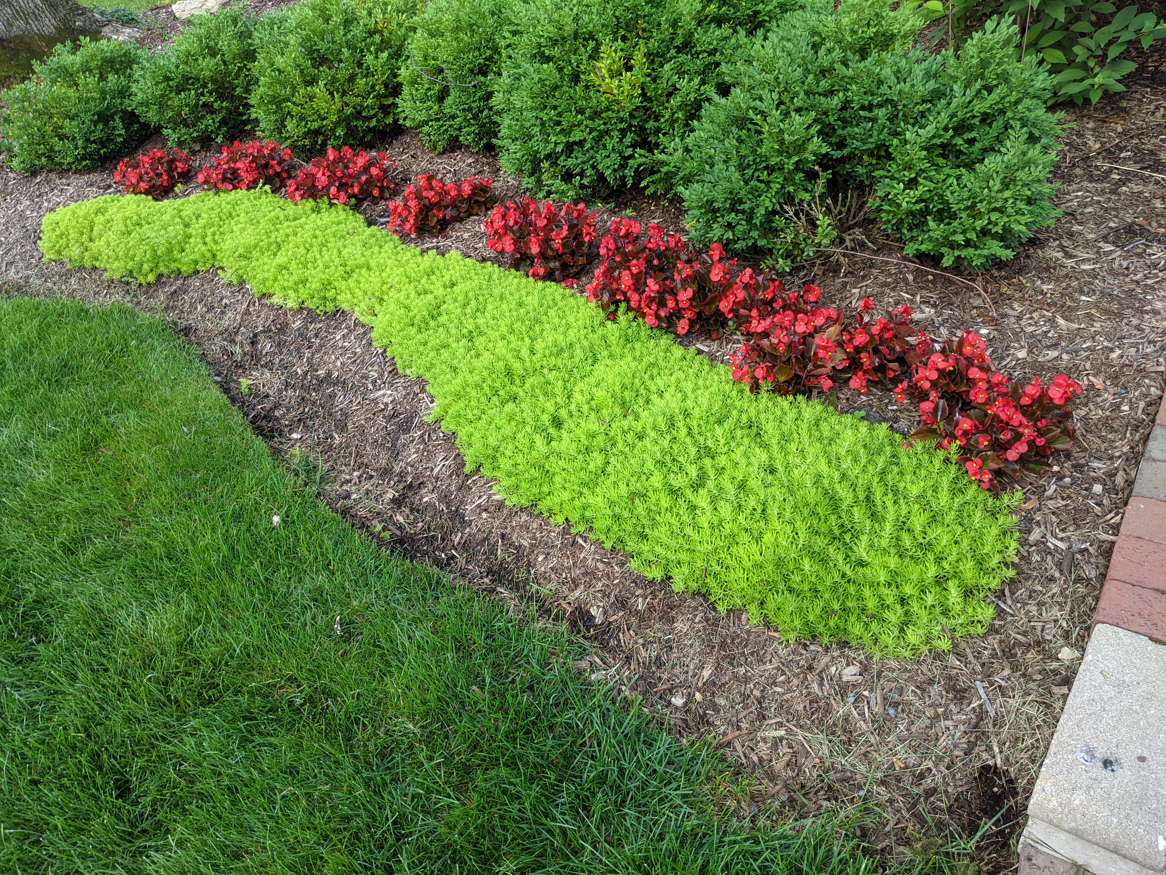 Image of Zinnias and Lemon Coral Sedum