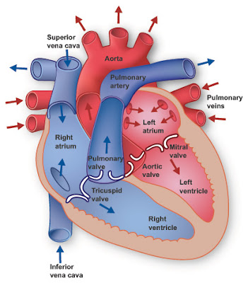 Your heart has 4 chambers. The upper chambers are called the left and right 